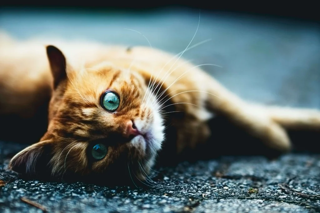 cat with orange fur and blue eyes