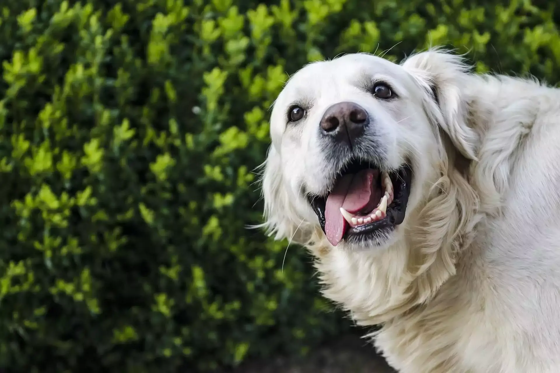 dog with white fur smiling at the camera