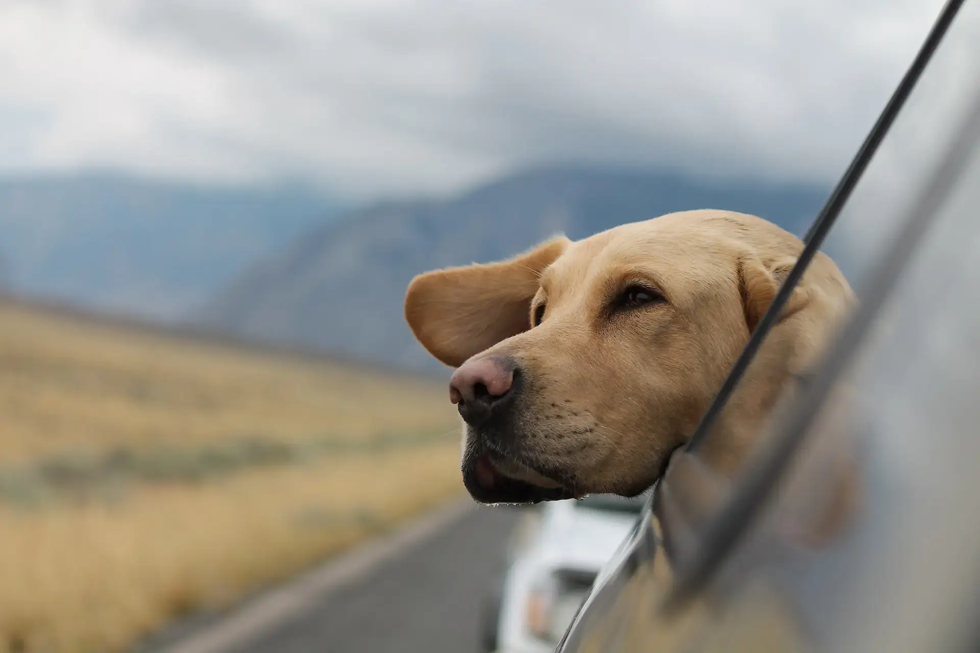 dog with tan fur sticking his head out the window of a moving car