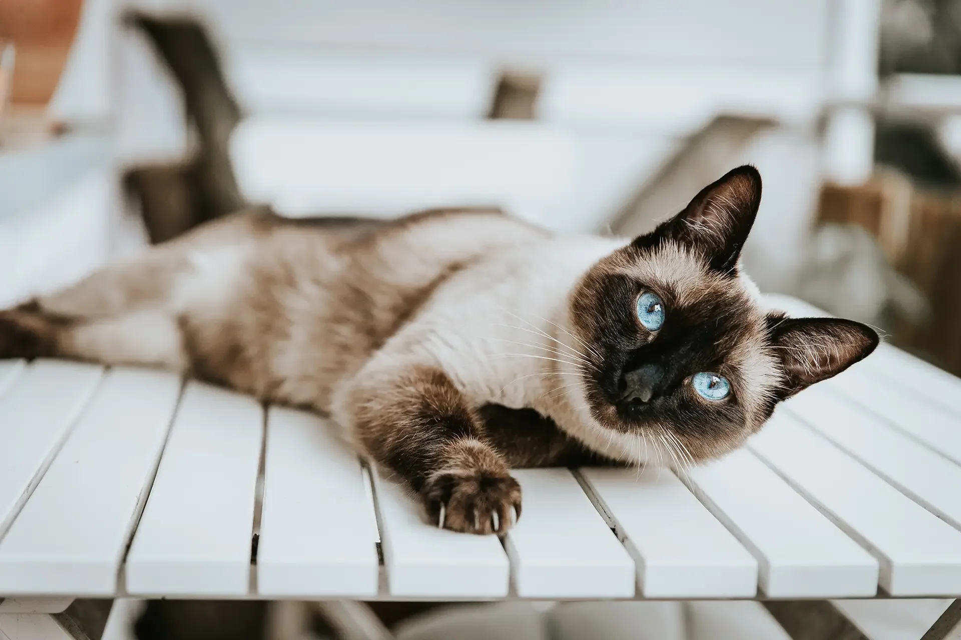 A siamese cat lying down with its head tilted to the side