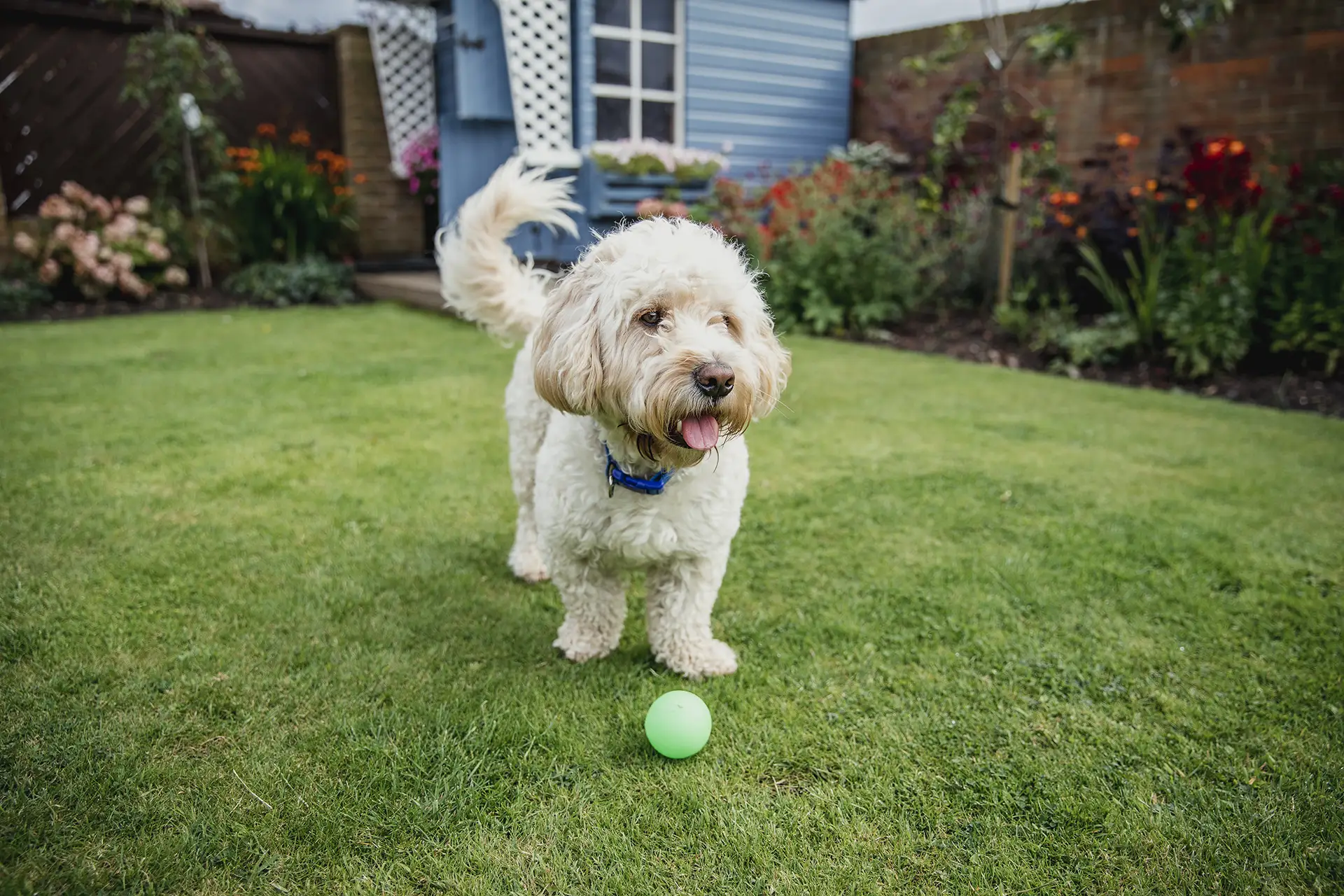 Fluffy dog in a backyard with a bright green toy ball