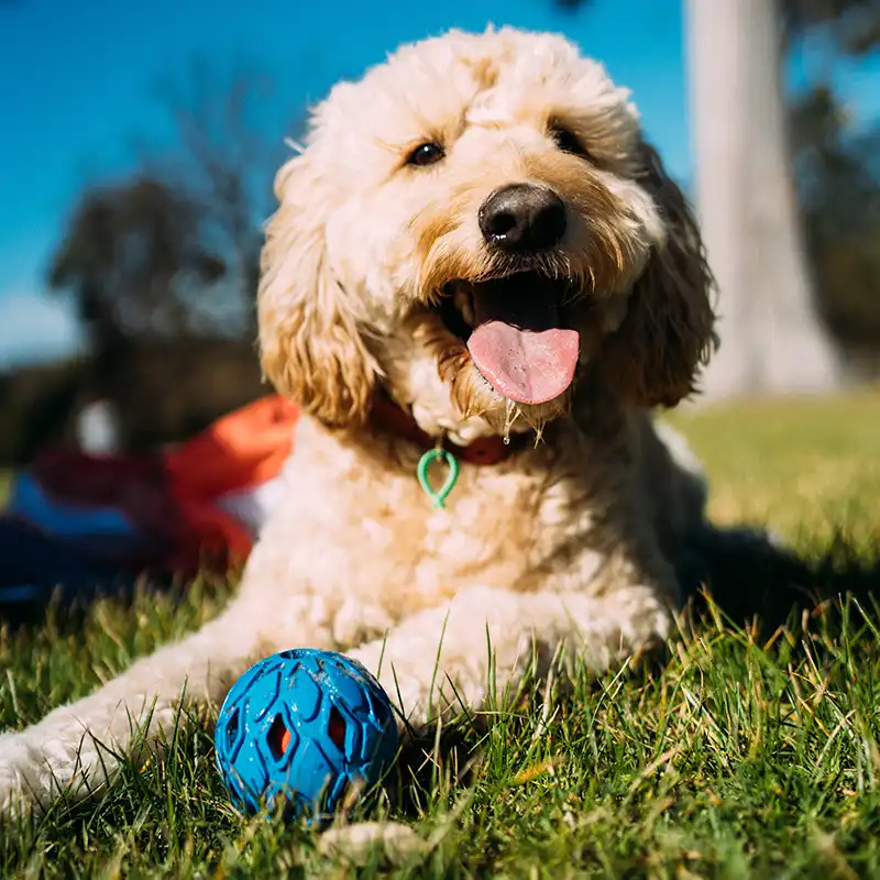 Fluffy brown dog with a blue toy ball