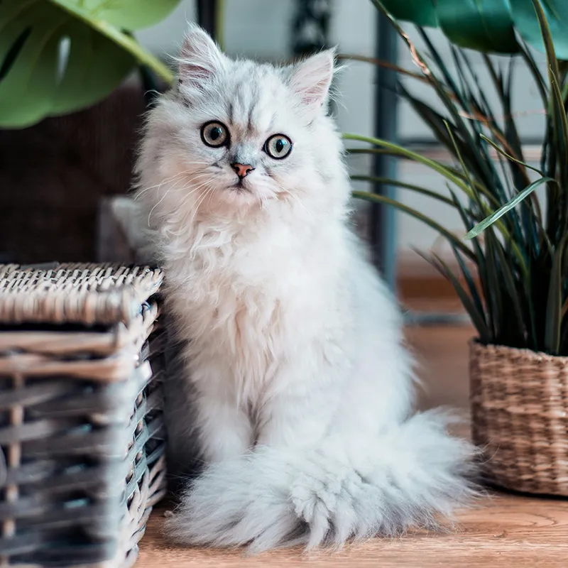 Cat sitting in a room filled with plants