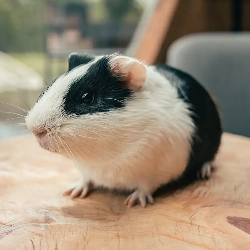 Hamster with black and white fur