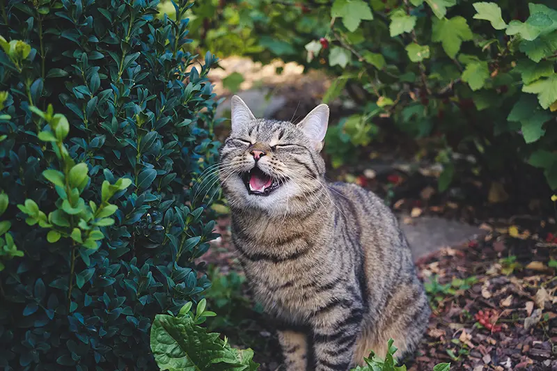 Tabby cat smiling