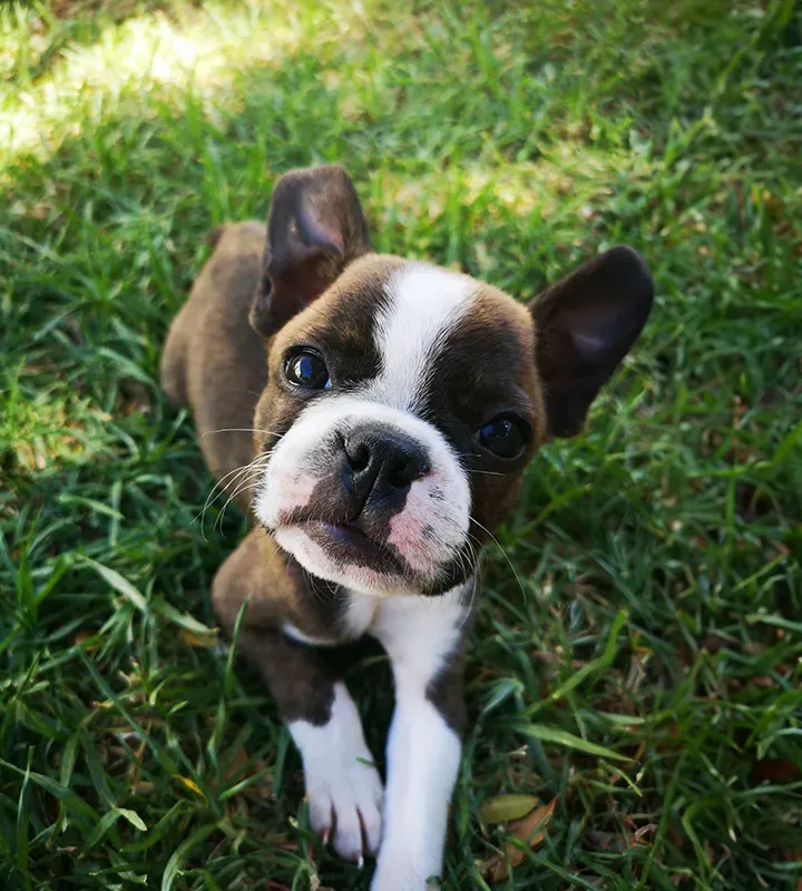 French bull dog puppy