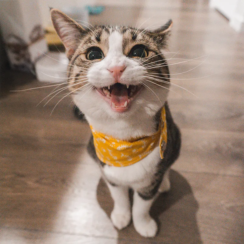 Happy cat wearing a yellow bandana