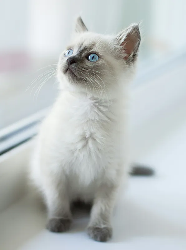 Kitten with light blue eyes