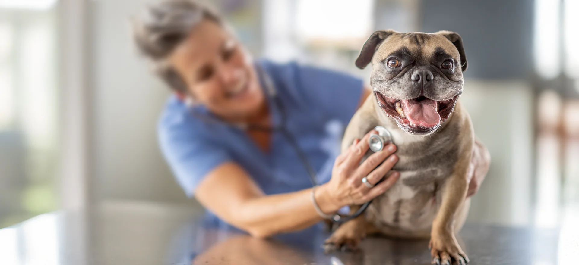 Dog and veterinarian