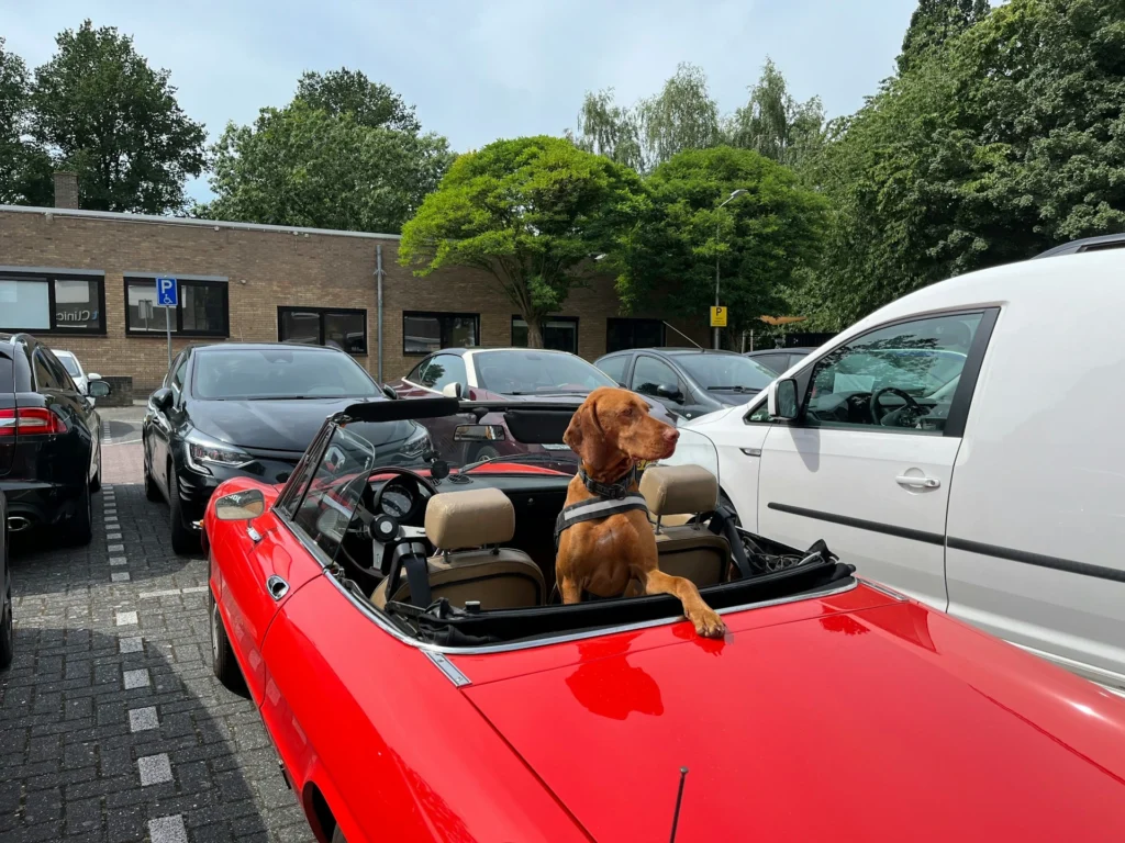 Dog sits in a red convertible parked in a lot, looking out over nearby cars.