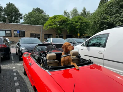 Dog sits in a red convertible parked in a lot, looking out over nearby cars.