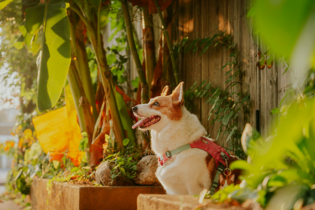 Corgi wearing a harness sits in a sunny garden, looking to the side.