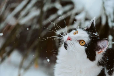 Black-and-white cat looks up as snowflakes fall around its face.