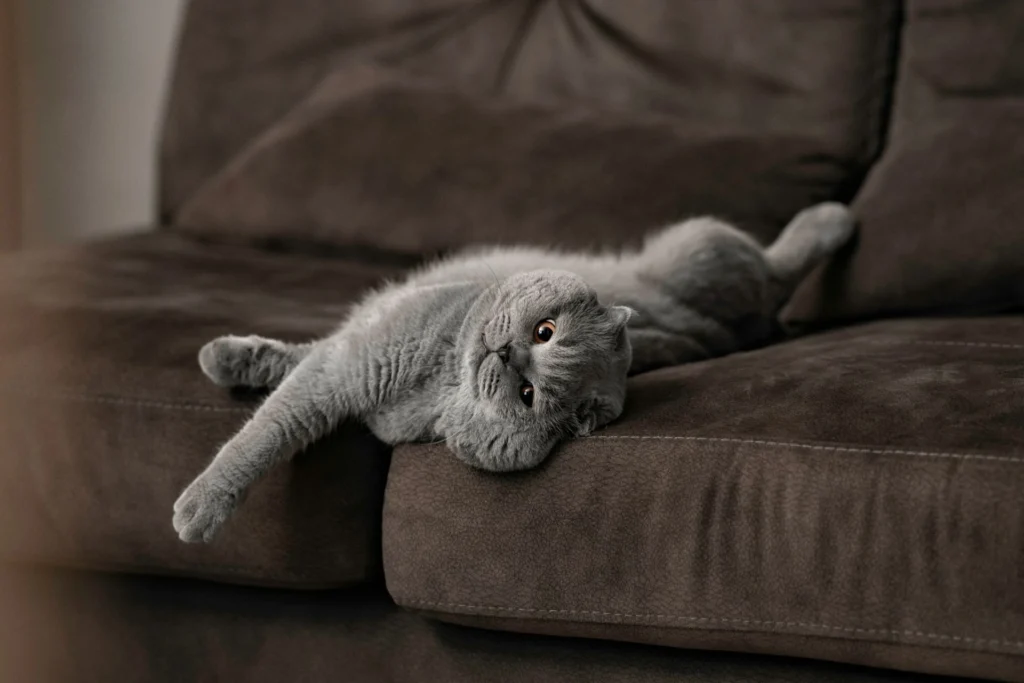 Gray cat lounging upside down on a brown couch, looking relaxed.