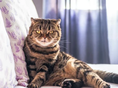 Tabby cat lounges on a bed by a window, staring directly at the camera.