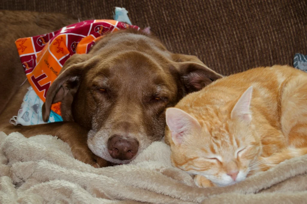 Dog and orange cat cuddled together, sleeping on a blanket.
